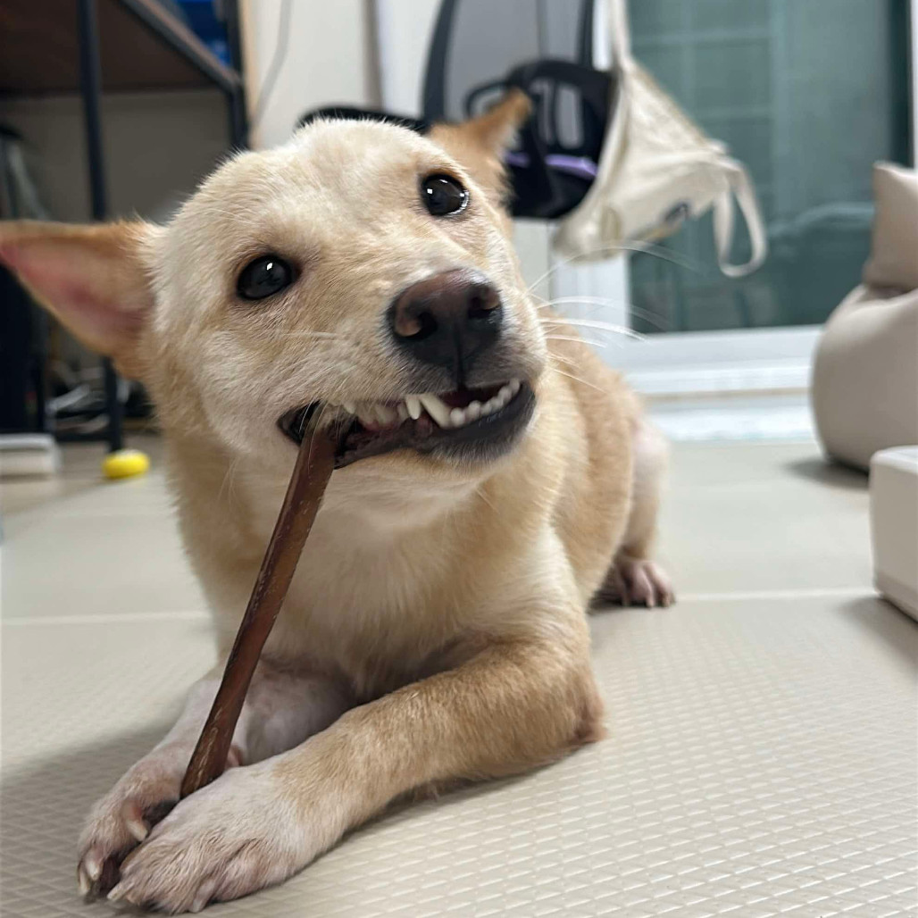 Deedee, an adoptable Shiba Inu, Mixed Breed in Bend, OR, 97702 | Photo Image 6