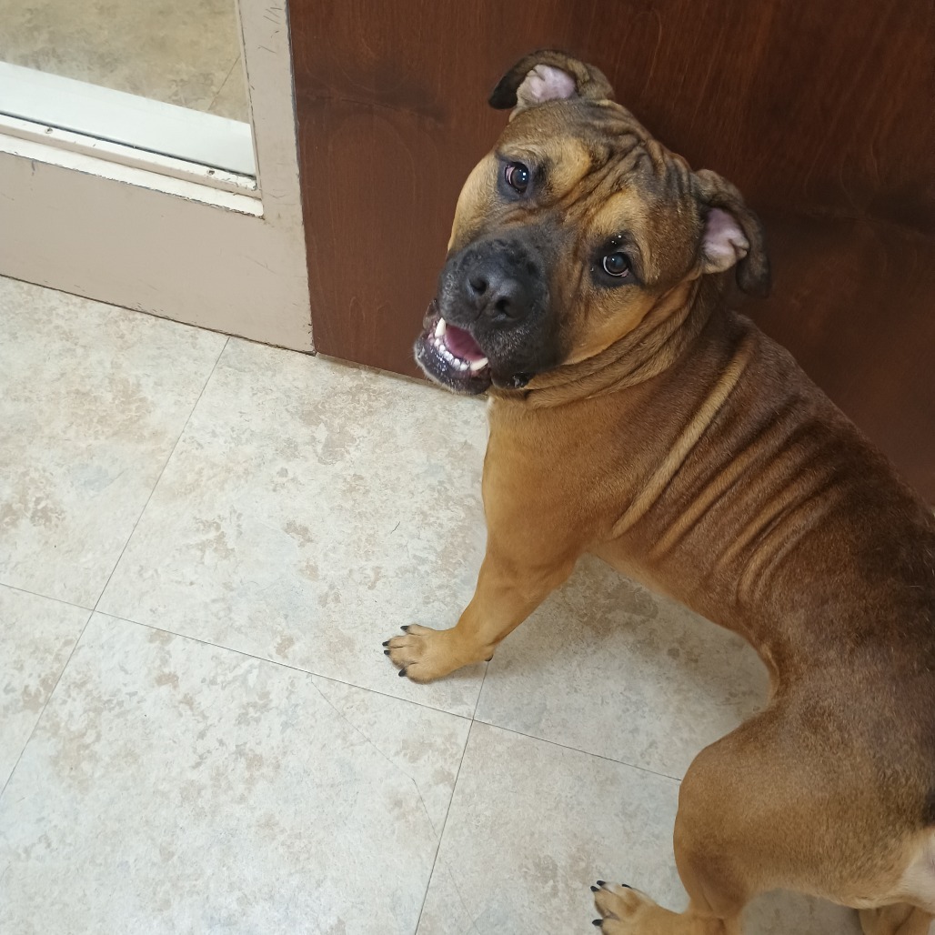 Kronk