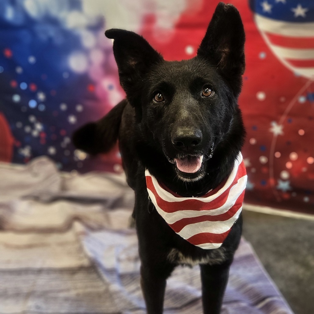 Scruffy, an adoptable Shepherd, Cattle Dog in Show Low, AZ, 85901 | Photo Image 1