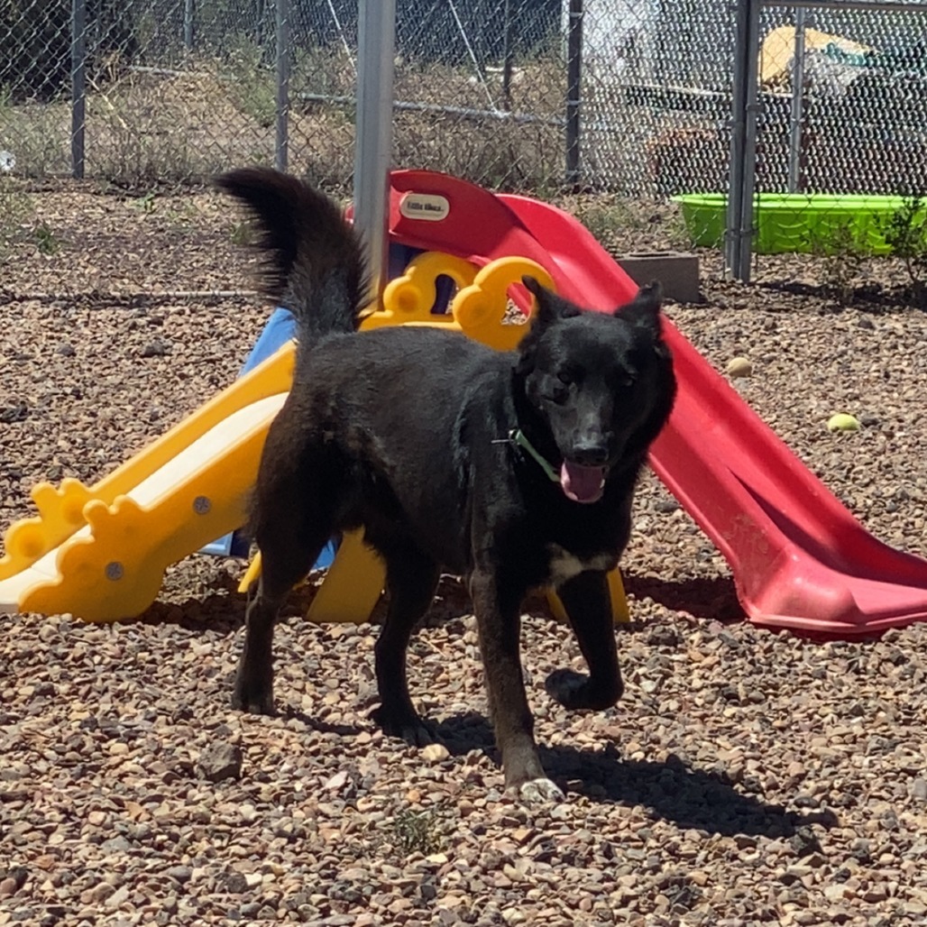 Scruffy, an adoptable Shepherd, Cattle Dog in Show Low, AZ, 85901 | Photo Image 2