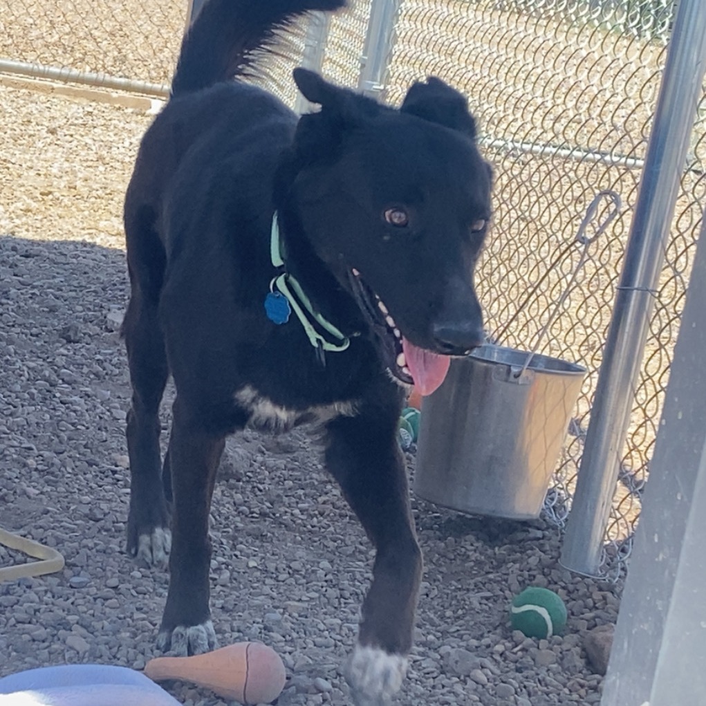 Scruffy, an adoptable Shepherd, Cattle Dog in Show Low, AZ, 85901 | Photo Image 3