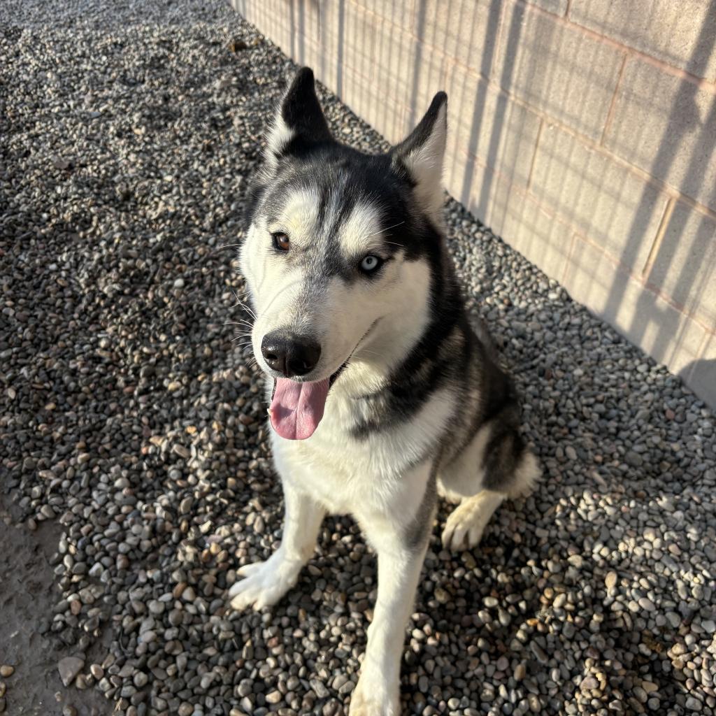 Hades, an adoptable Husky in Rexburg, ID, 83440 | Photo Image 2