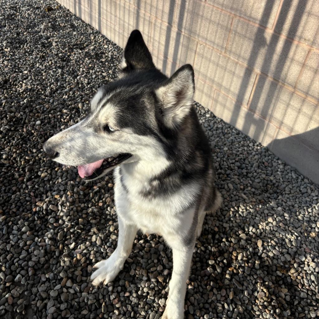 Hades, an adoptable Husky in Rexburg, ID, 83440 | Photo Image 3