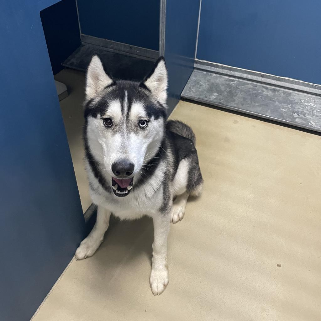 Hades, an adoptable Husky in Rexburg, ID, 83440 | Photo Image 5