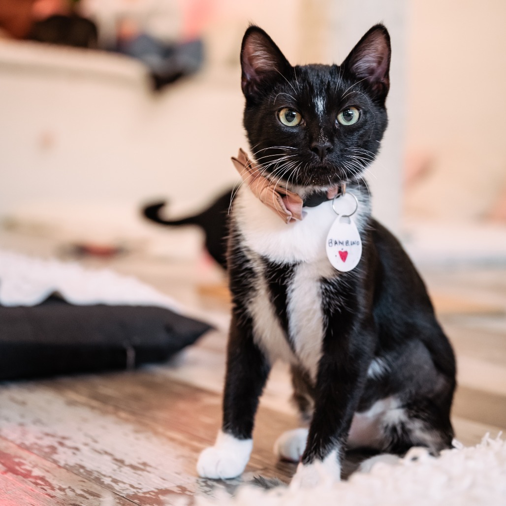 Bambino