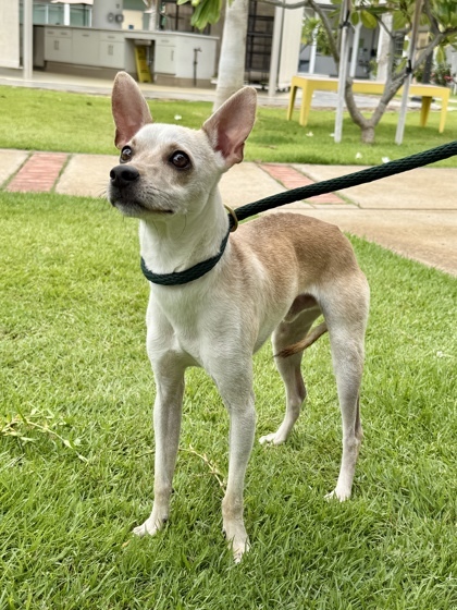 Duley, an adoptable Chihuahua, Mixed Breed in Honolulu, HI, 96826 | Photo Image 1