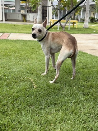 Duley, an adoptable Chihuahua, Mixed Breed in Honolulu, HI, 96826 | Photo Image 2