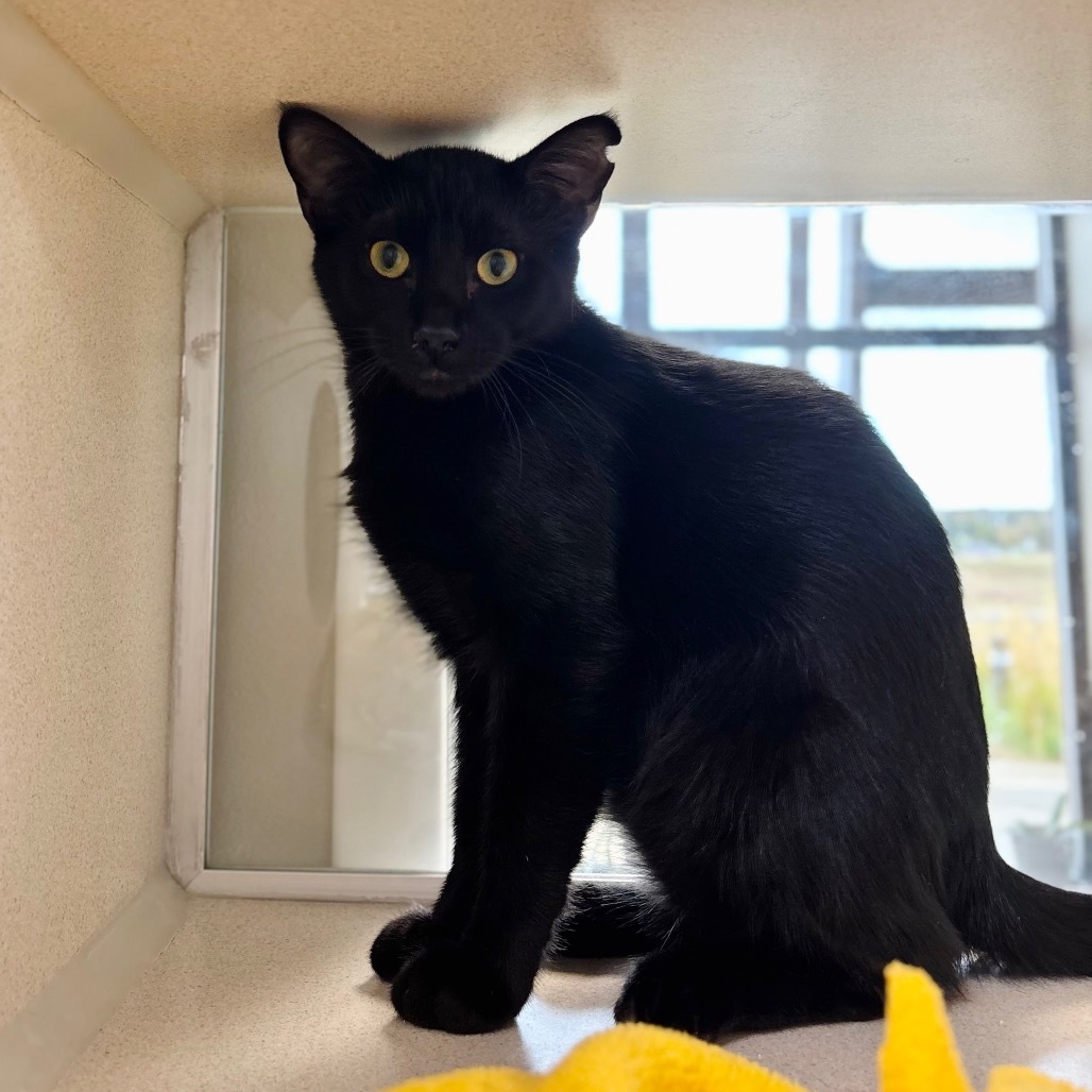 Stove, an adoptable Domestic Short Hair in Great Falls, MT, 59404 | Photo Image 1