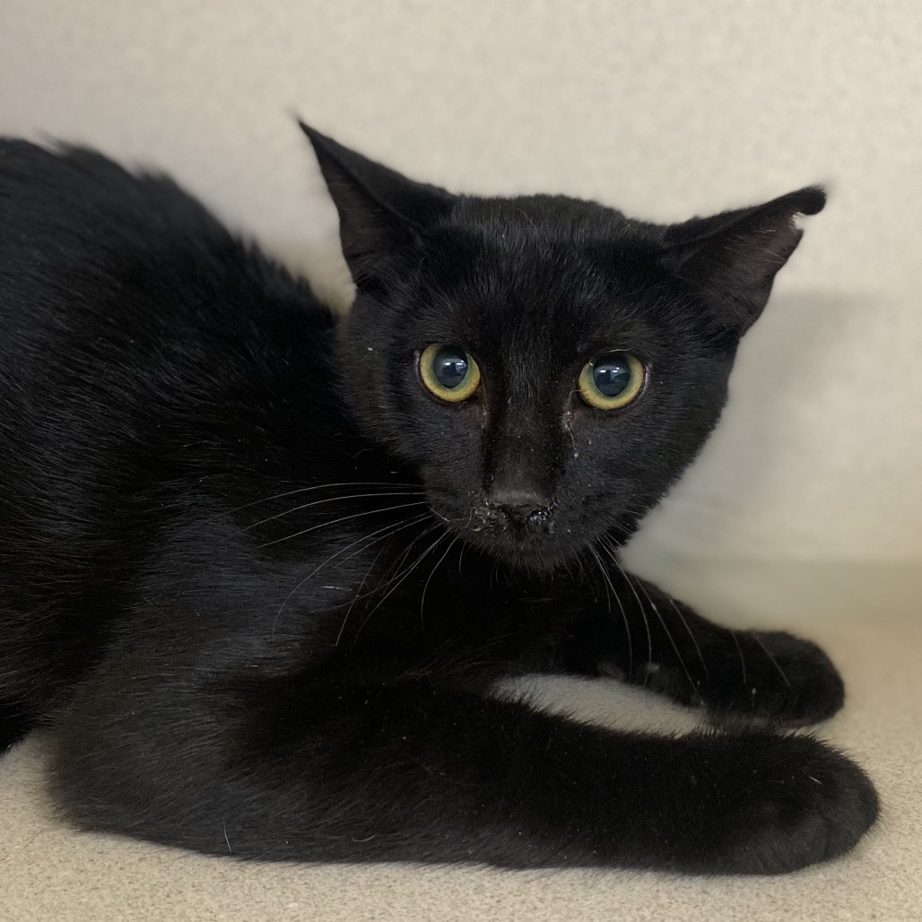 Stove, an adoptable Domestic Short Hair in Great Falls, MT, 59404 | Photo Image 2