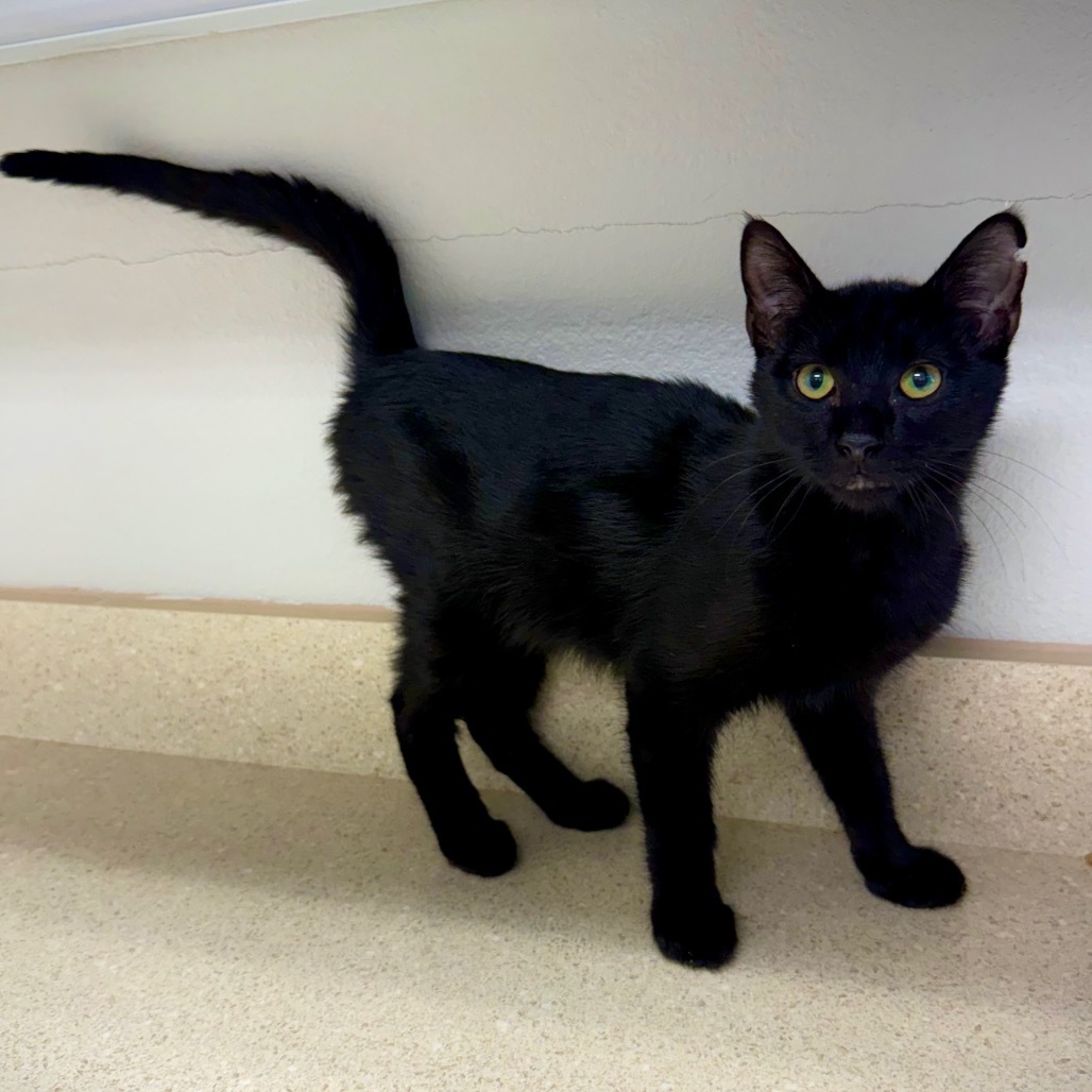 Stove, an adoptable Domestic Short Hair in Great Falls, MT, 59404 | Photo Image 3