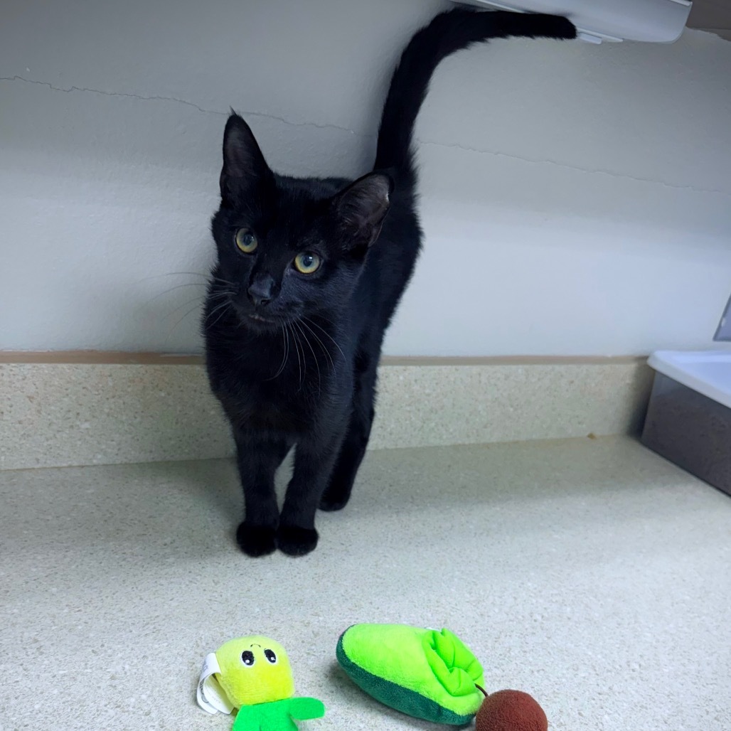 Stove, an adoptable Domestic Short Hair in Great Falls, MT, 59404 | Photo Image 4