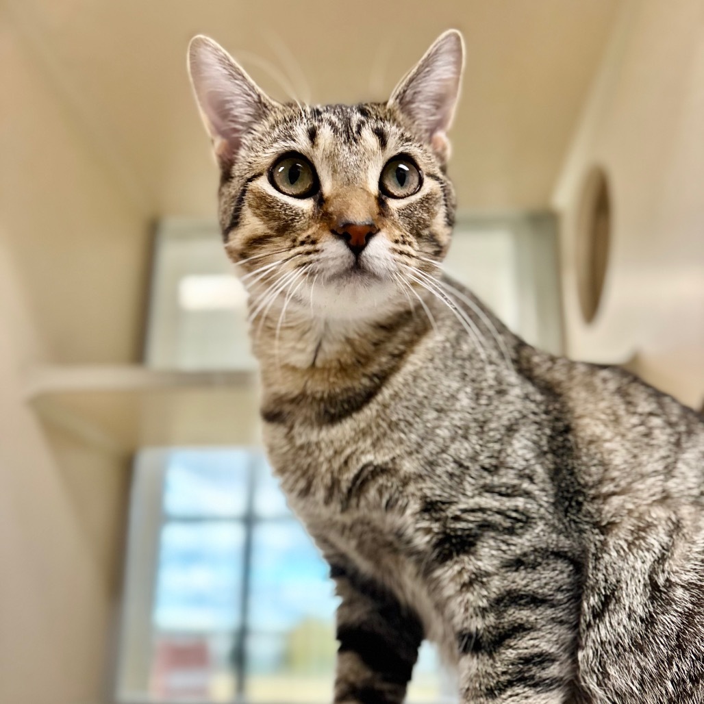Agave, an adoptable Domestic Short Hair in Great Falls, MT, 59404 | Photo Image 1