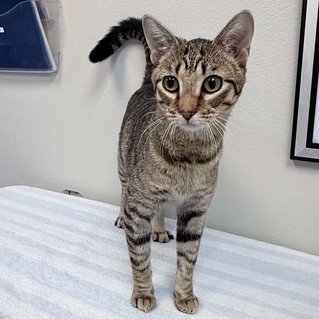 Agave, an adoptable Domestic Short Hair in Great Falls, MT, 59404 | Photo Image 2