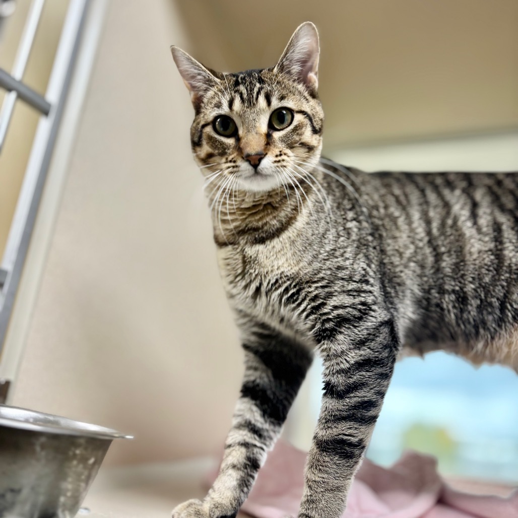 Agave, an adoptable Domestic Short Hair in Great Falls, MT, 59404 | Photo Image 3