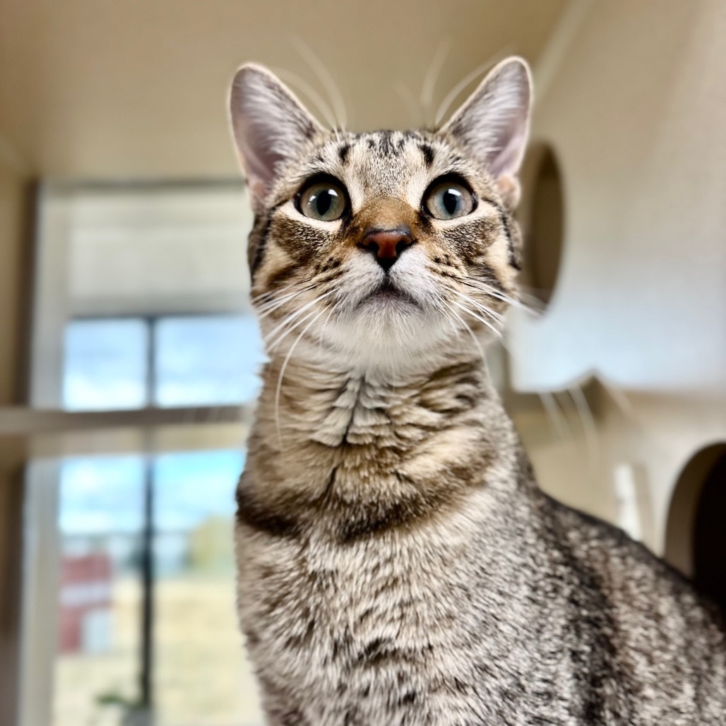 Agave, an adoptable Domestic Short Hair in Great Falls, MT, 59404 | Photo Image 4