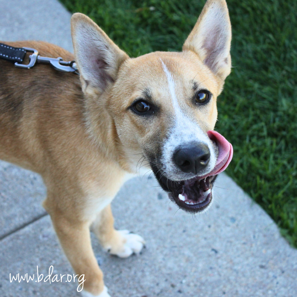 Eden, an adoptable Terrier in Cheyenne, WY, 82009 | Photo Image 1