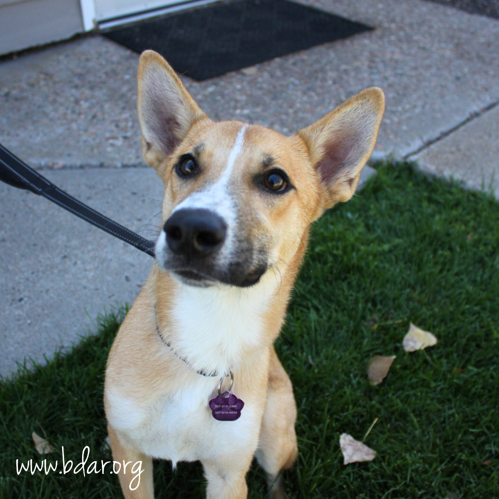 Eden, an adoptable Terrier in Cheyenne, WY, 82009 | Photo Image 2