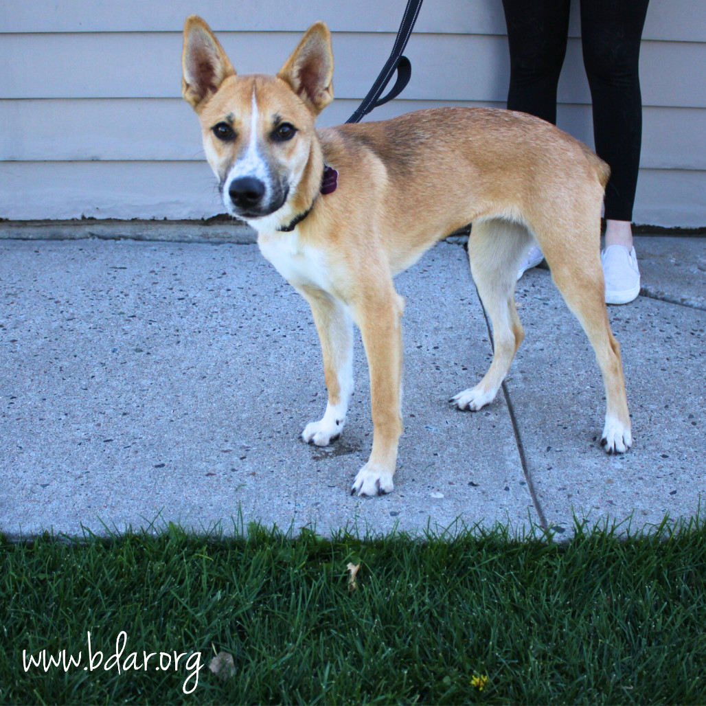 Eden, an adoptable Terrier in Cheyenne, WY, 82009 | Photo Image 3