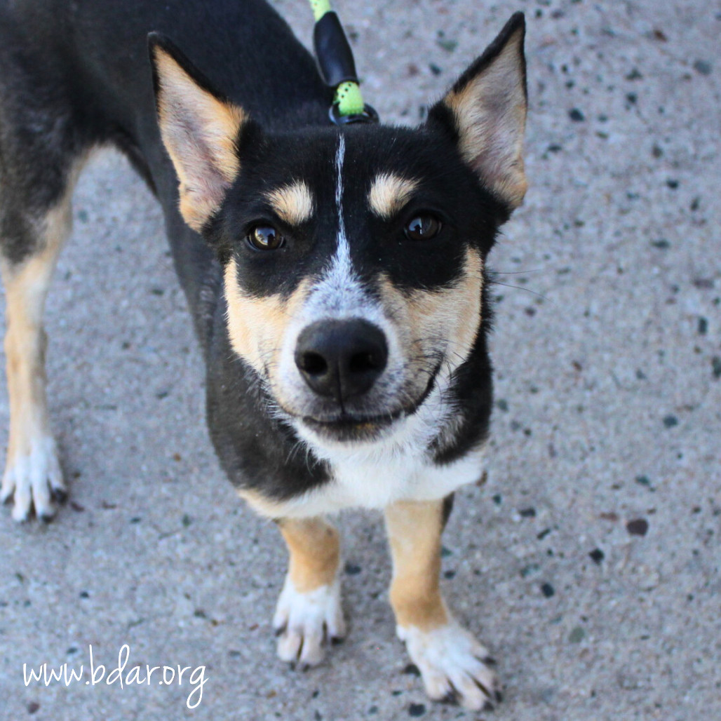 Edgar, an adoptable Mixed Breed in Cheyenne, WY, 82009 | Photo Image 1