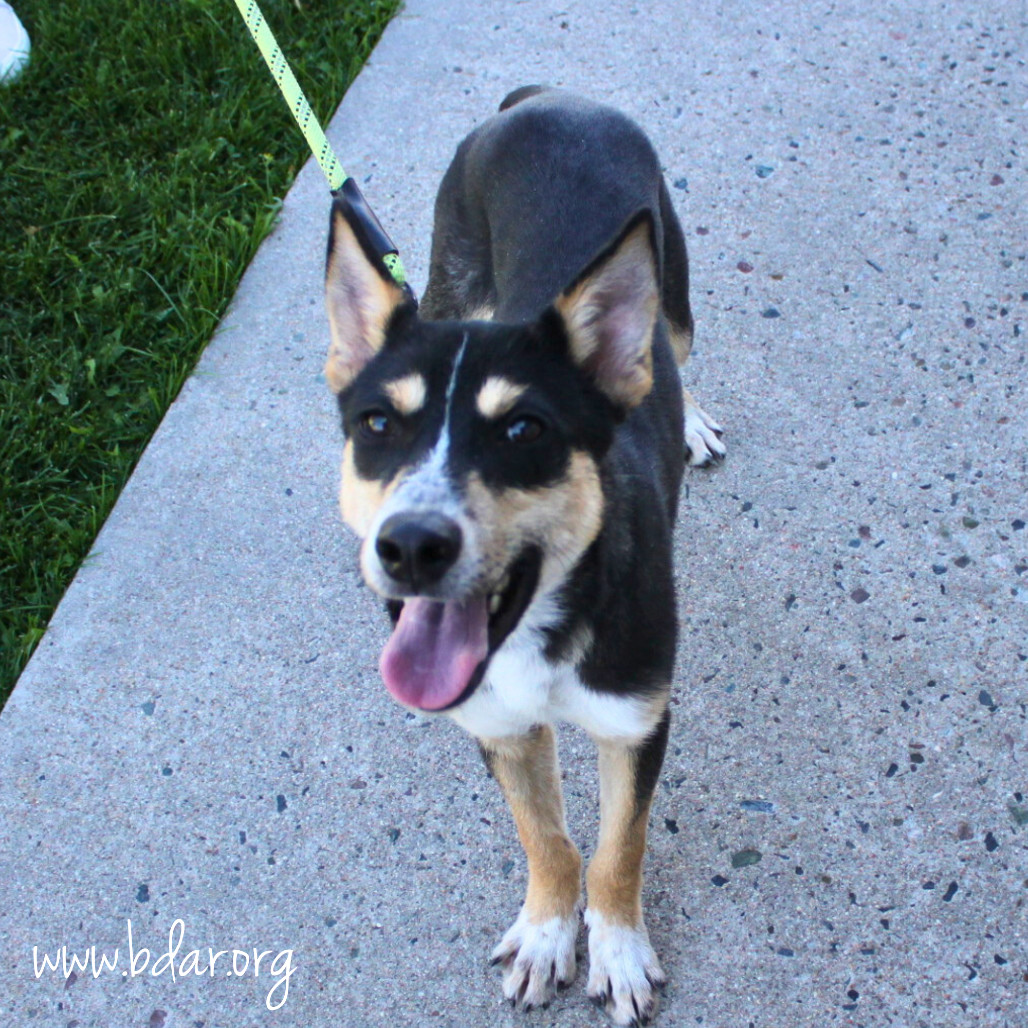 Edgar, an adoptable Mixed Breed in Cheyenne, WY, 82009 | Photo Image 2