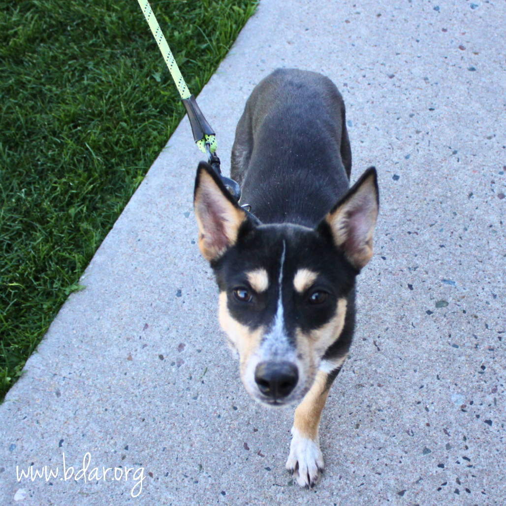 Edgar, an adoptable Mixed Breed in Cheyenne, WY, 82009 | Photo Image 3