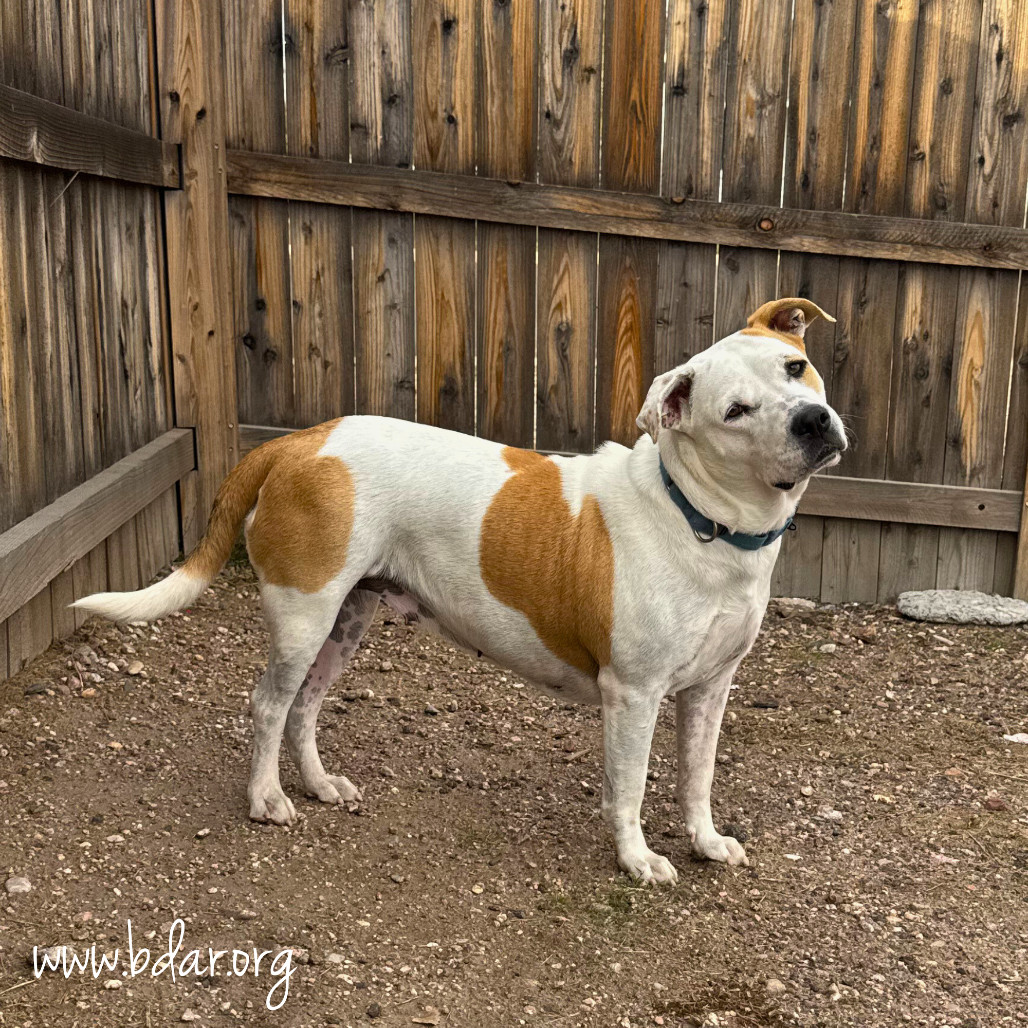 Maple, an adoptable Pit Bull Terrier in Cheyenne, WY, 82009 | Photo Image 1