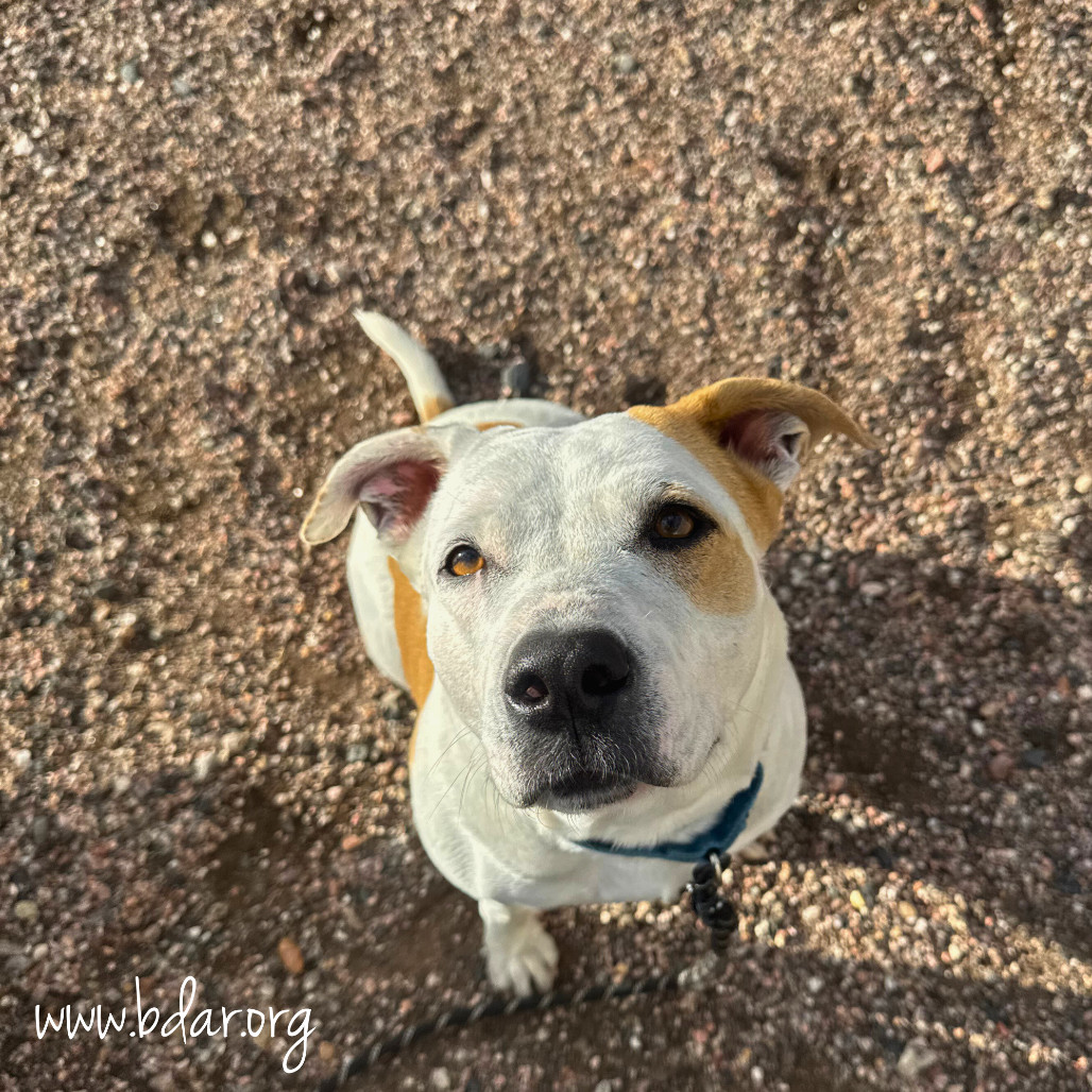 Maple, an adoptable Pit Bull Terrier in Cheyenne, WY, 82009 | Photo Image 2