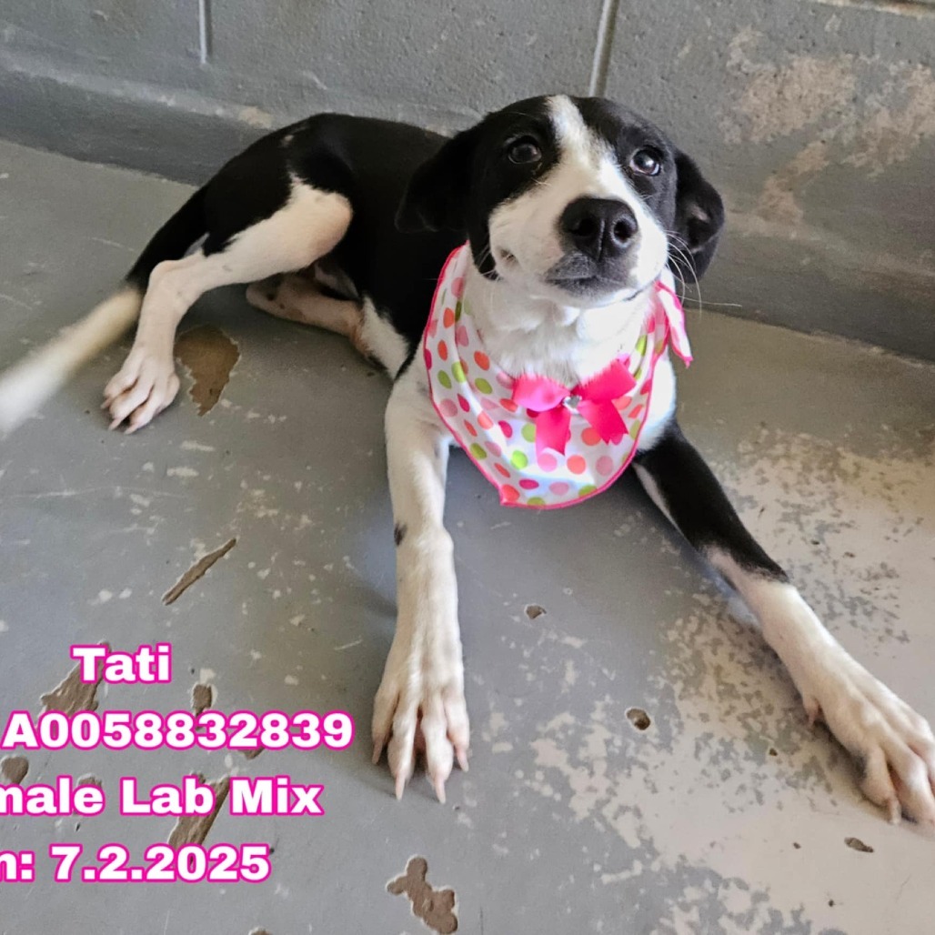 Tati, an adoptable Labrador Retriever, Mixed Breed in Cheyenne, WY, 82009 | Photo Image 2