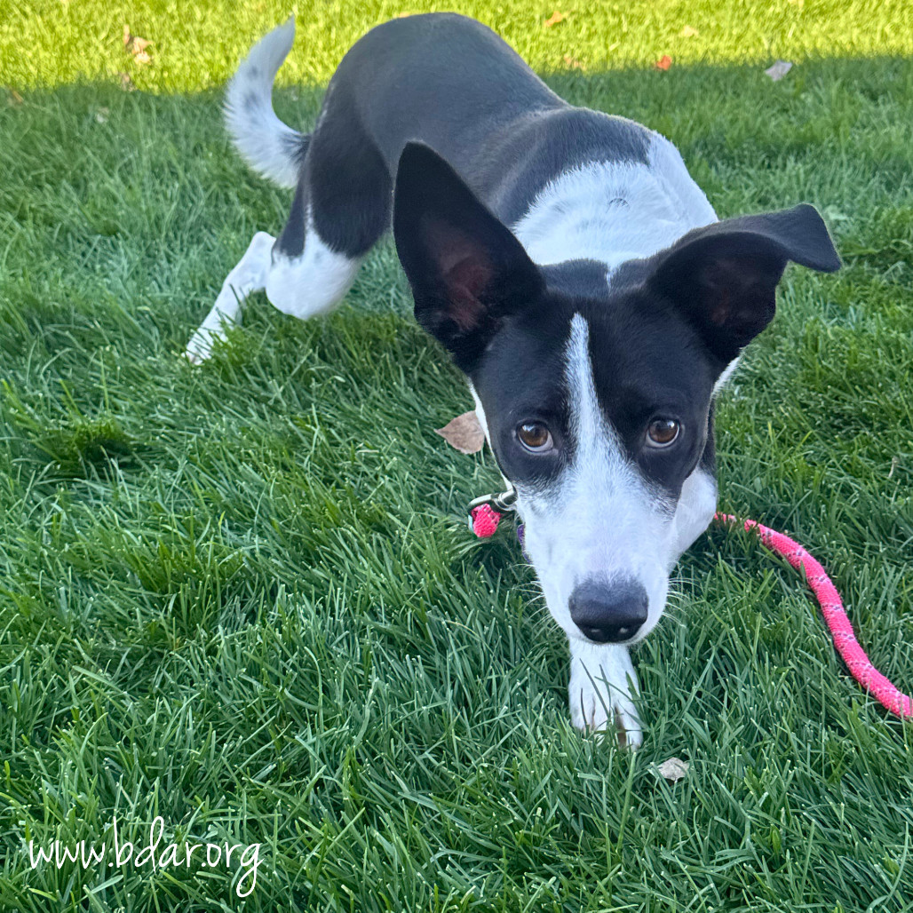 Tati, an adoptable Labrador Retriever, Mixed Breed in Cheyenne, WY, 82009 | Photo Image 3