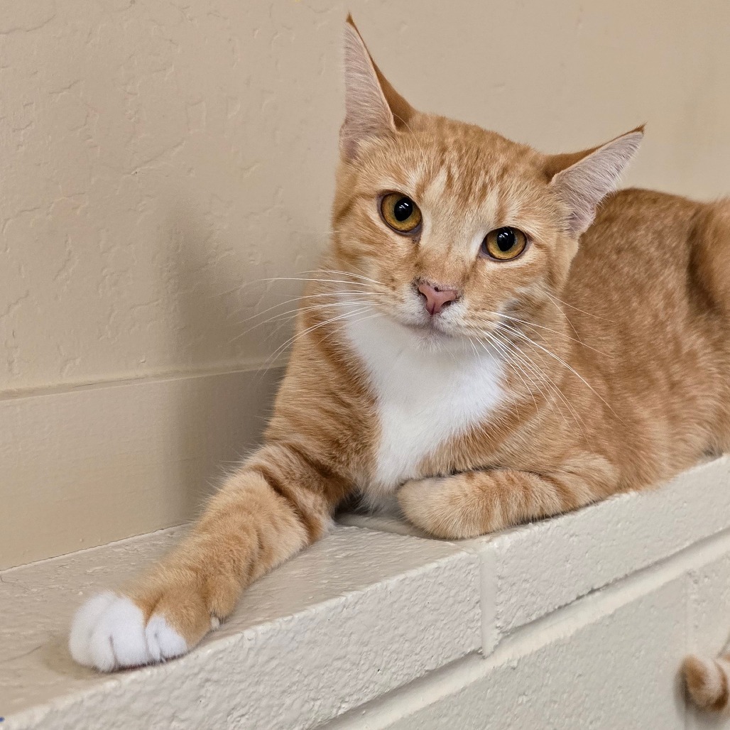 Phoebe, an adoptable Domestic Short Hair in Wickenburg, AZ, 85390 | Photo Image 1