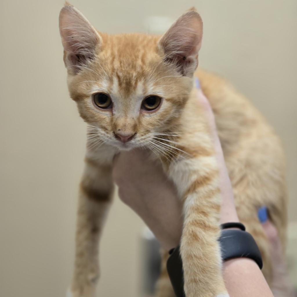 Phoebe, an adoptable Domestic Short Hair in Wickenburg, AZ, 85390 | Photo Image 2