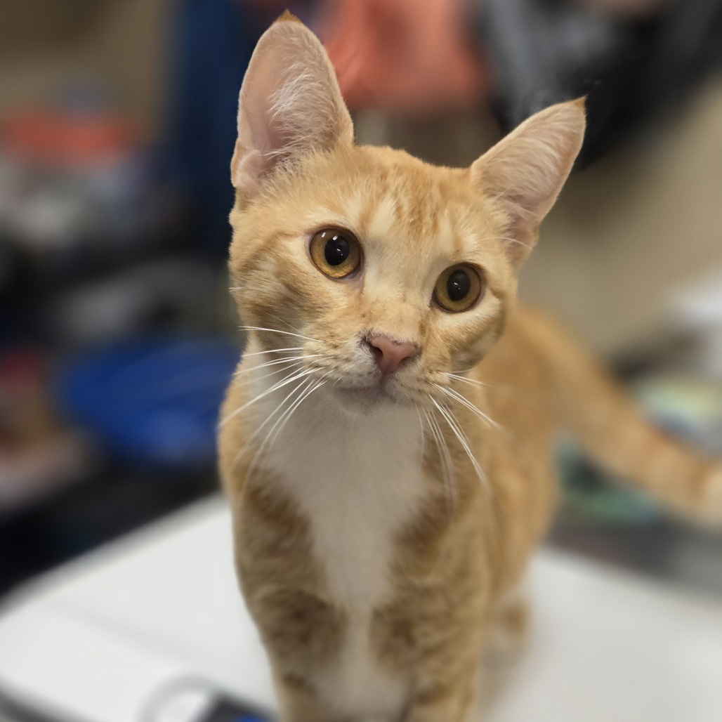 Phoebe, an adoptable Domestic Short Hair in Wickenburg, AZ, 85390 | Photo Image 3