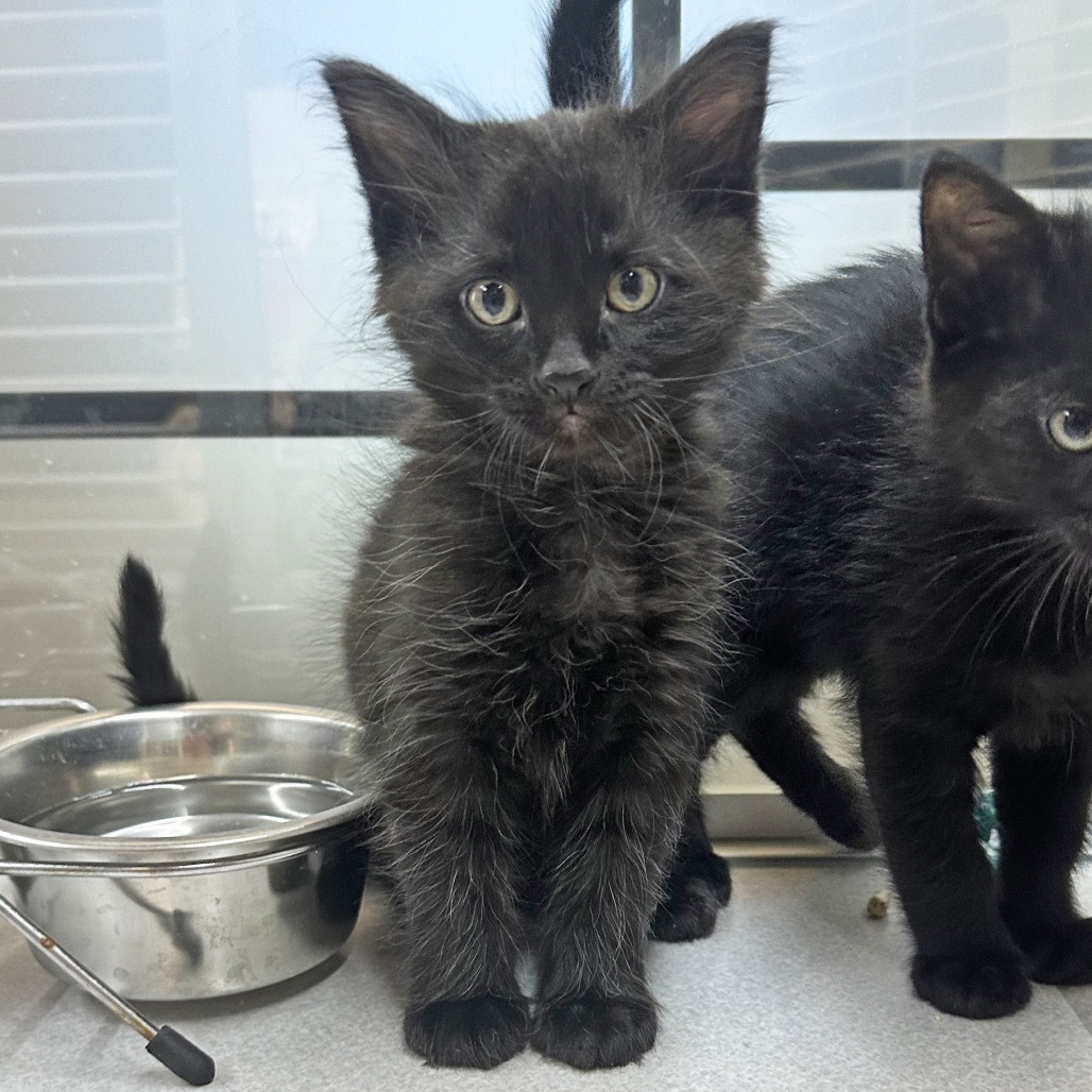 Shadow, an adoptable Domestic Short Hair in Hailey, ID, 83333 | Photo Image 1