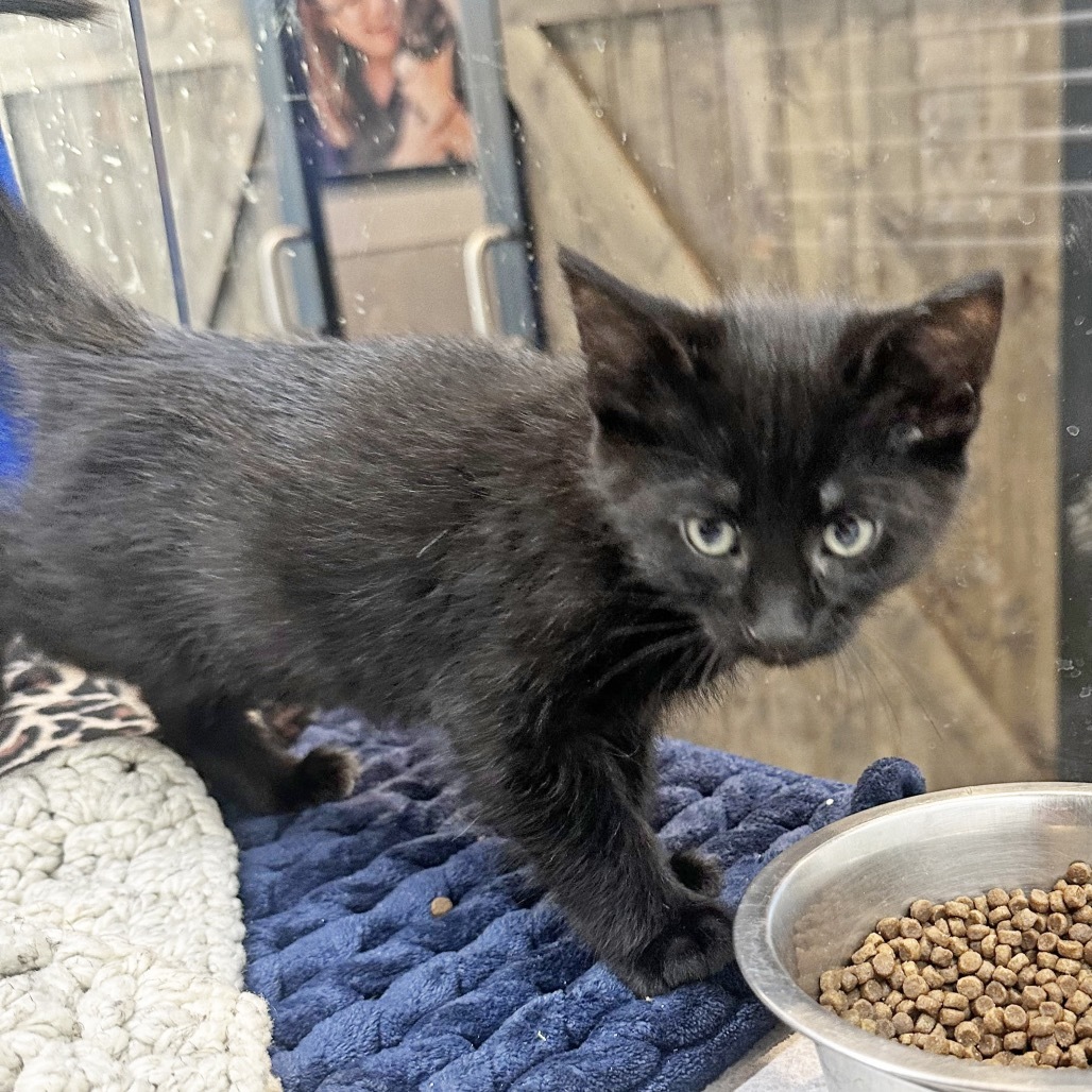 Shadow, an adoptable Domestic Short Hair in Hailey, ID, 83333 | Photo Image 2