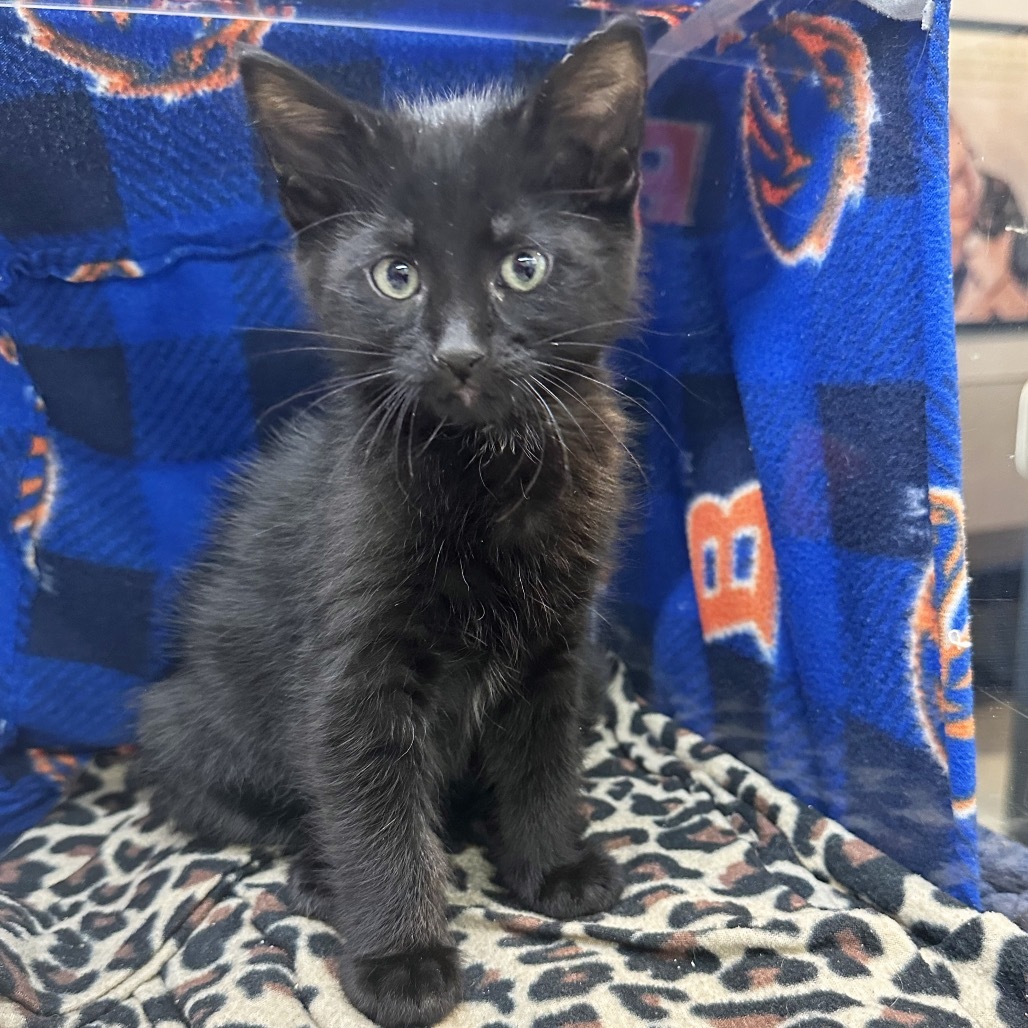 Shadow, an adoptable Domestic Short Hair in Hailey, ID, 83333 | Photo Image 3