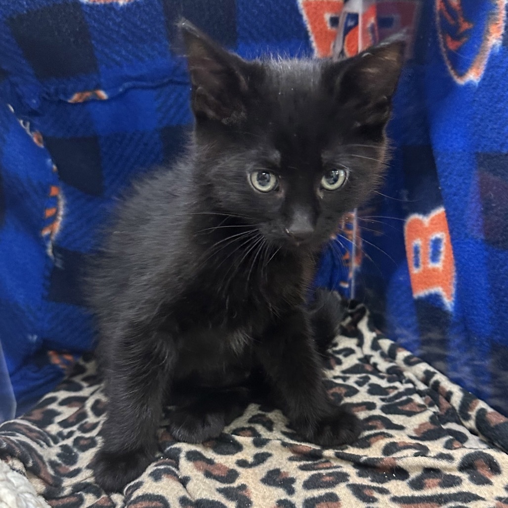 Shadow, an adoptable Domestic Short Hair in Hailey, ID, 83333 | Photo Image 4
