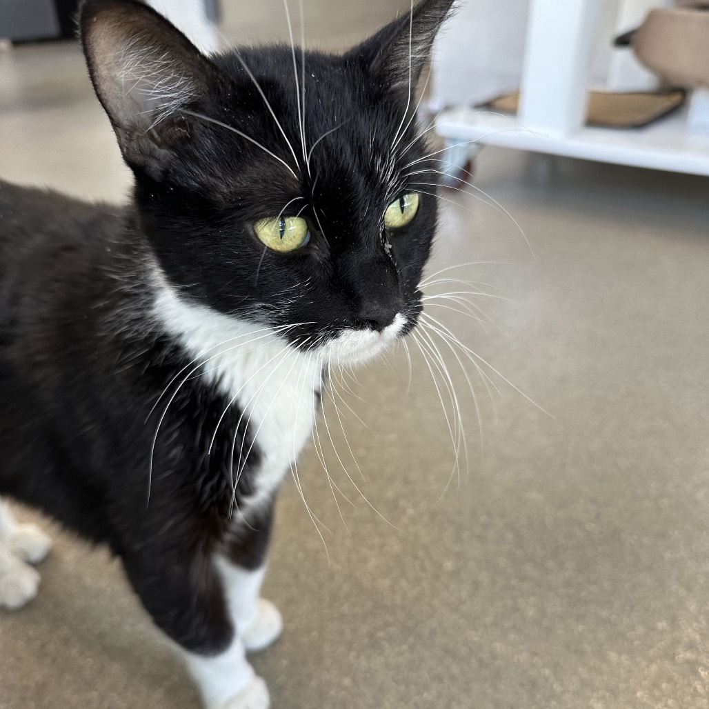 Salem, an adoptable Domestic Short Hair in Hailey, ID, 83333 | Photo Image 1