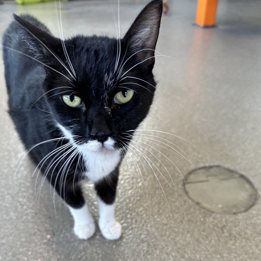 Salem, an adoptable Domestic Short Hair in Hailey, ID, 83333 | Photo Image 2