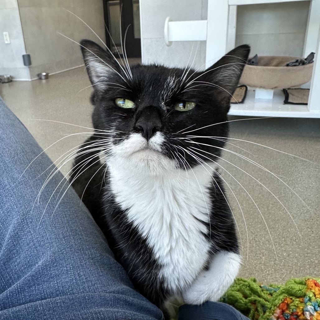 Salem, an adoptable Domestic Short Hair in Hailey, ID, 83333 | Photo Image 4