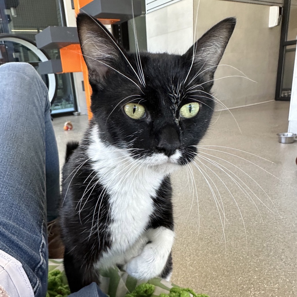 Salem, an adoptable Domestic Short Hair in Hailey, ID, 83333 | Photo Image 5