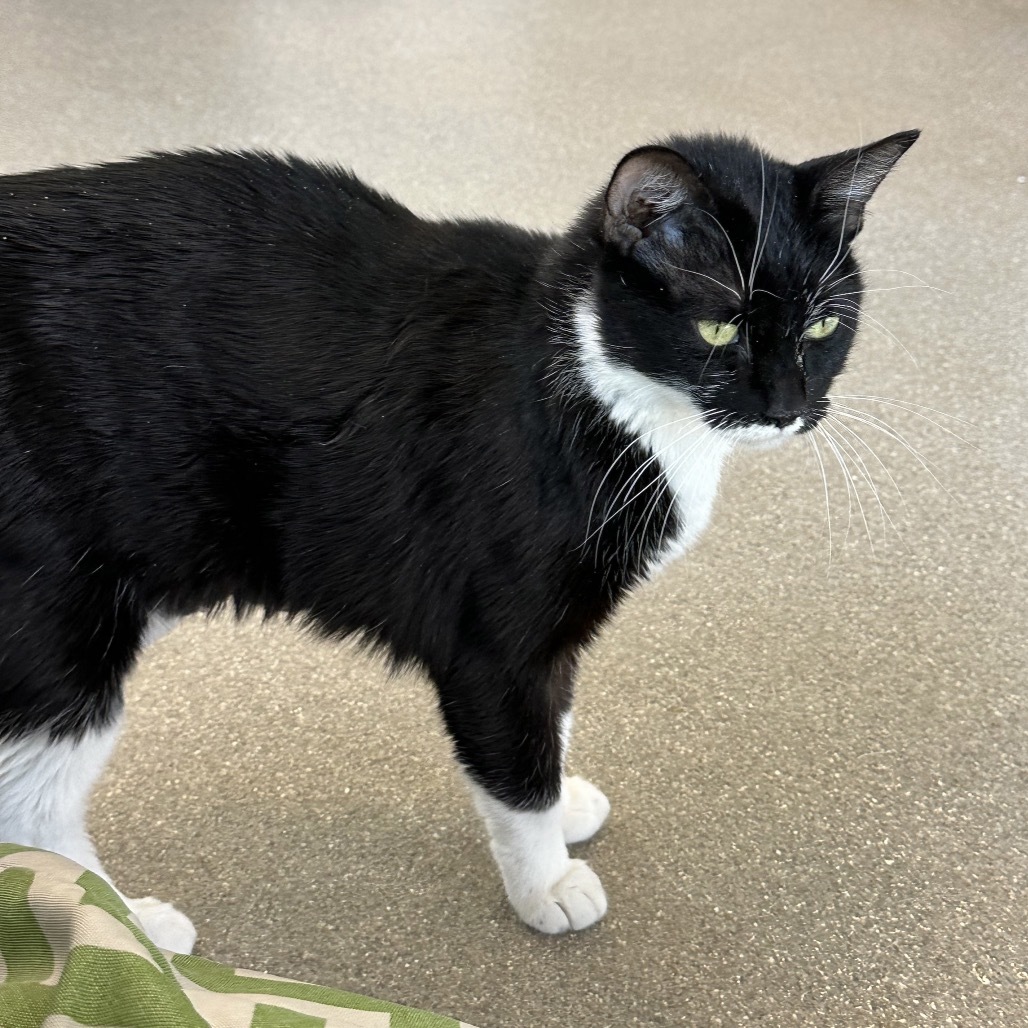 Salem, an adoptable Domestic Short Hair in Hailey, ID, 83333 | Photo Image 6