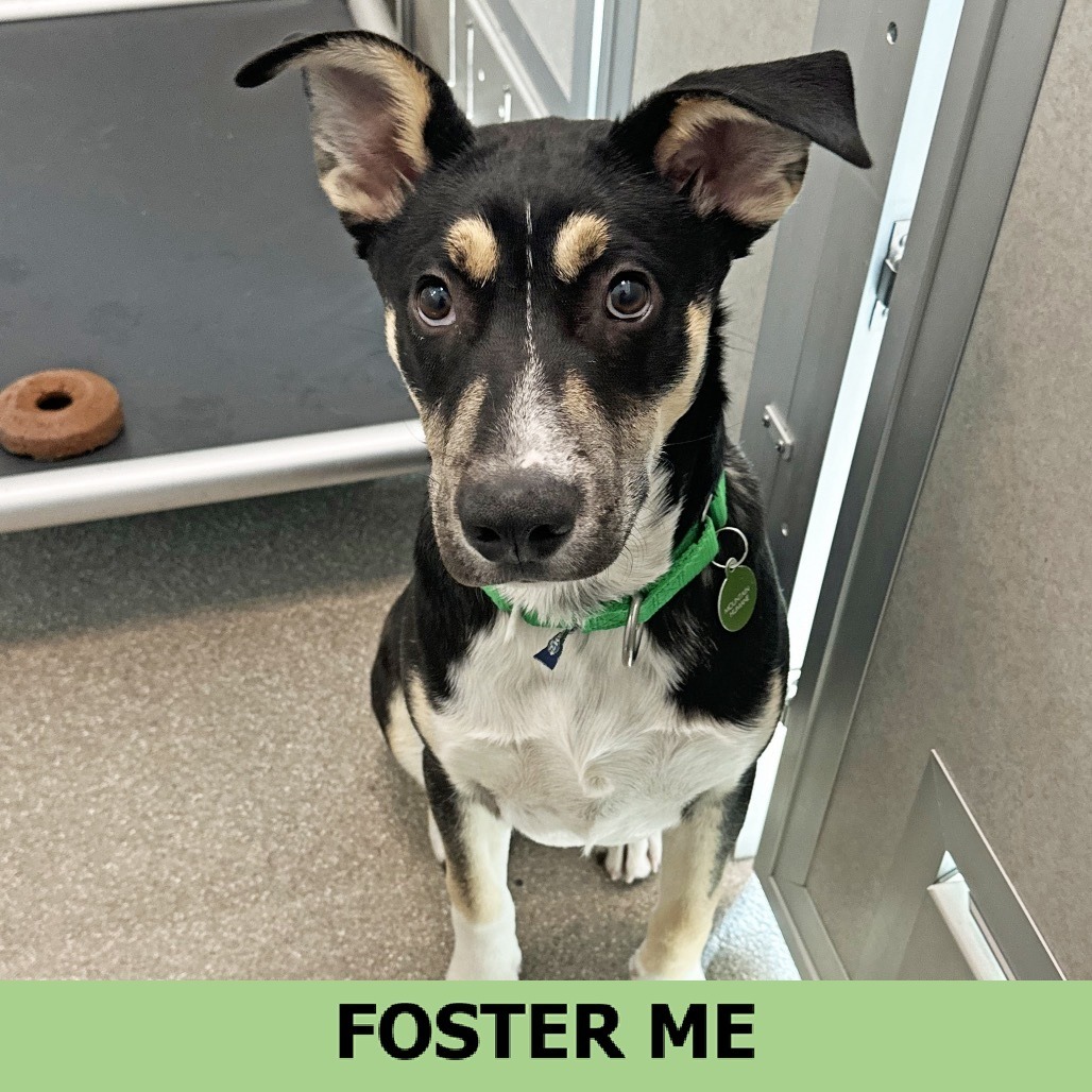 Remi, an adoptable Mixed Breed in Hailey, ID, 83333 | Photo Image 1