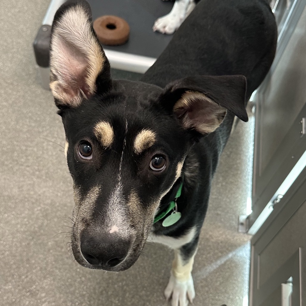 Remi, an adoptable Mixed Breed in Hailey, ID, 83333 | Photo Image 2