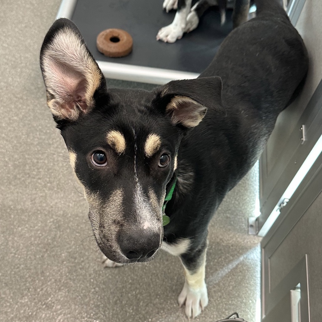 Remi, an adoptable Mixed Breed in Hailey, ID, 83333 | Photo Image 3