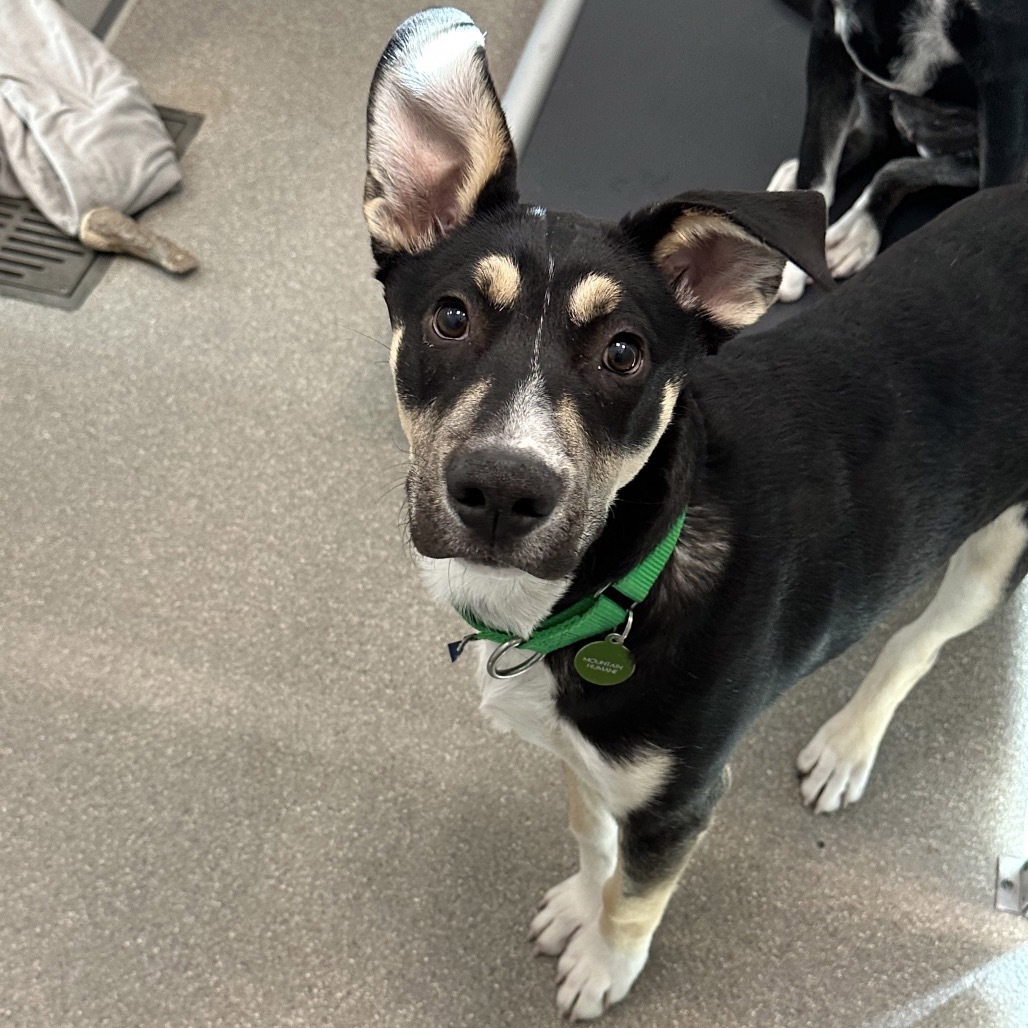 Remi, an adoptable Mixed Breed in Hailey, ID, 83333 | Photo Image 4