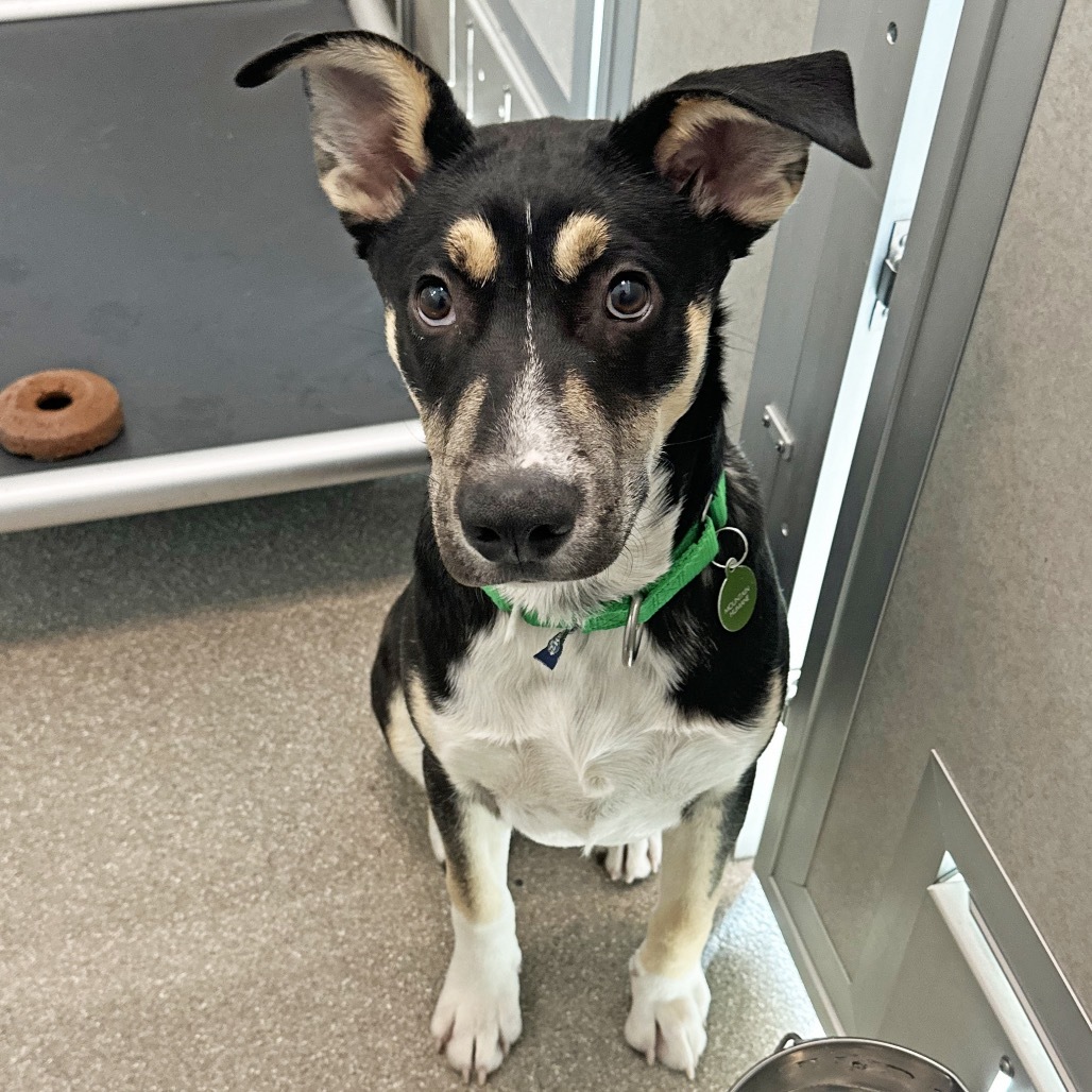 Remi, an adoptable Mixed Breed in Hailey, ID, 83333 | Photo Image 5