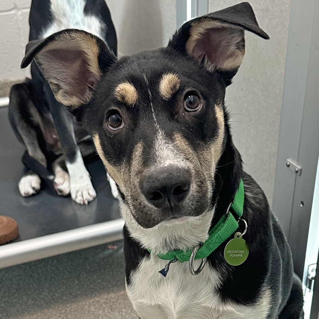 Remi, an adoptable Mixed Breed in Hailey, ID, 83333 | Photo Image 6
