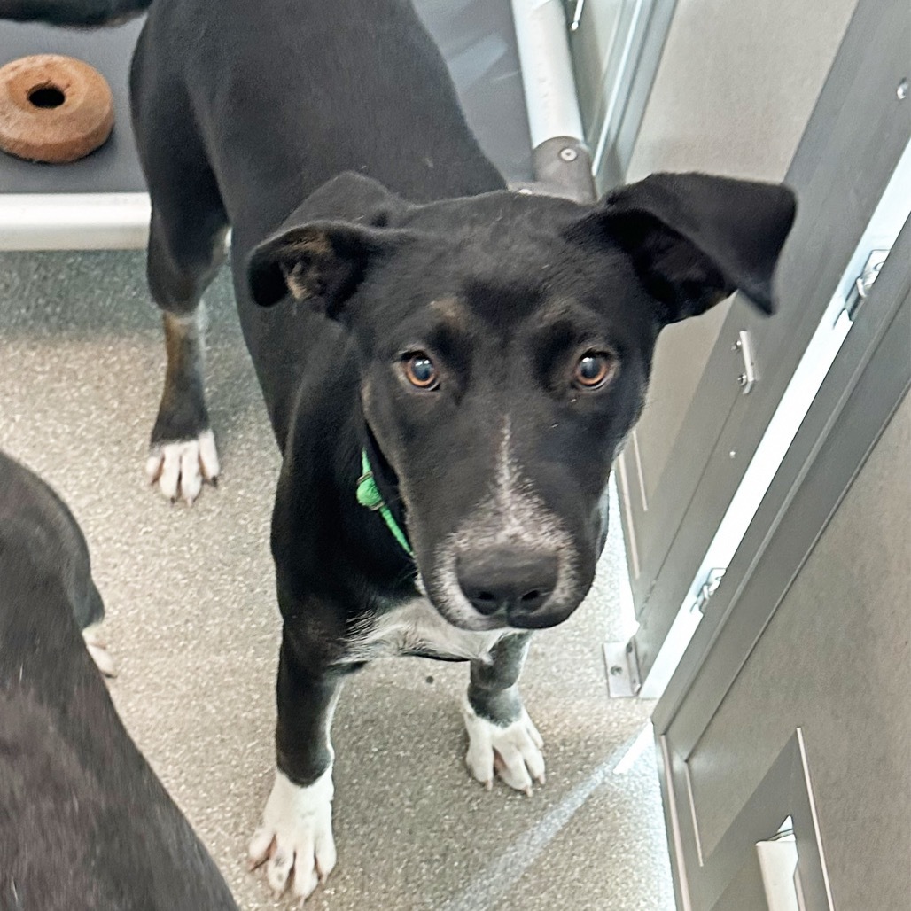 Kiwi, an adoptable Mixed Breed in Hailey, ID, 83333 | Photo Image 1