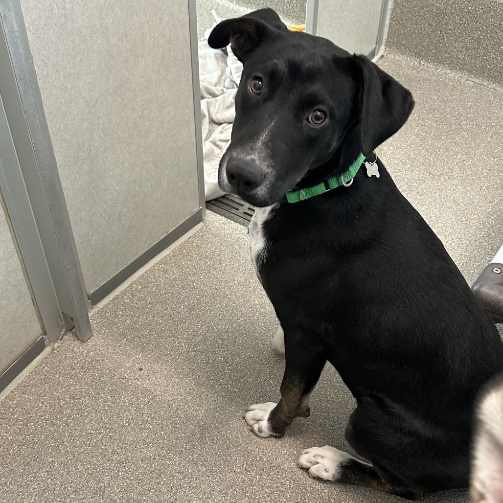 Kiwi, an adoptable Mixed Breed in Hailey, ID, 83333 | Photo Image 2