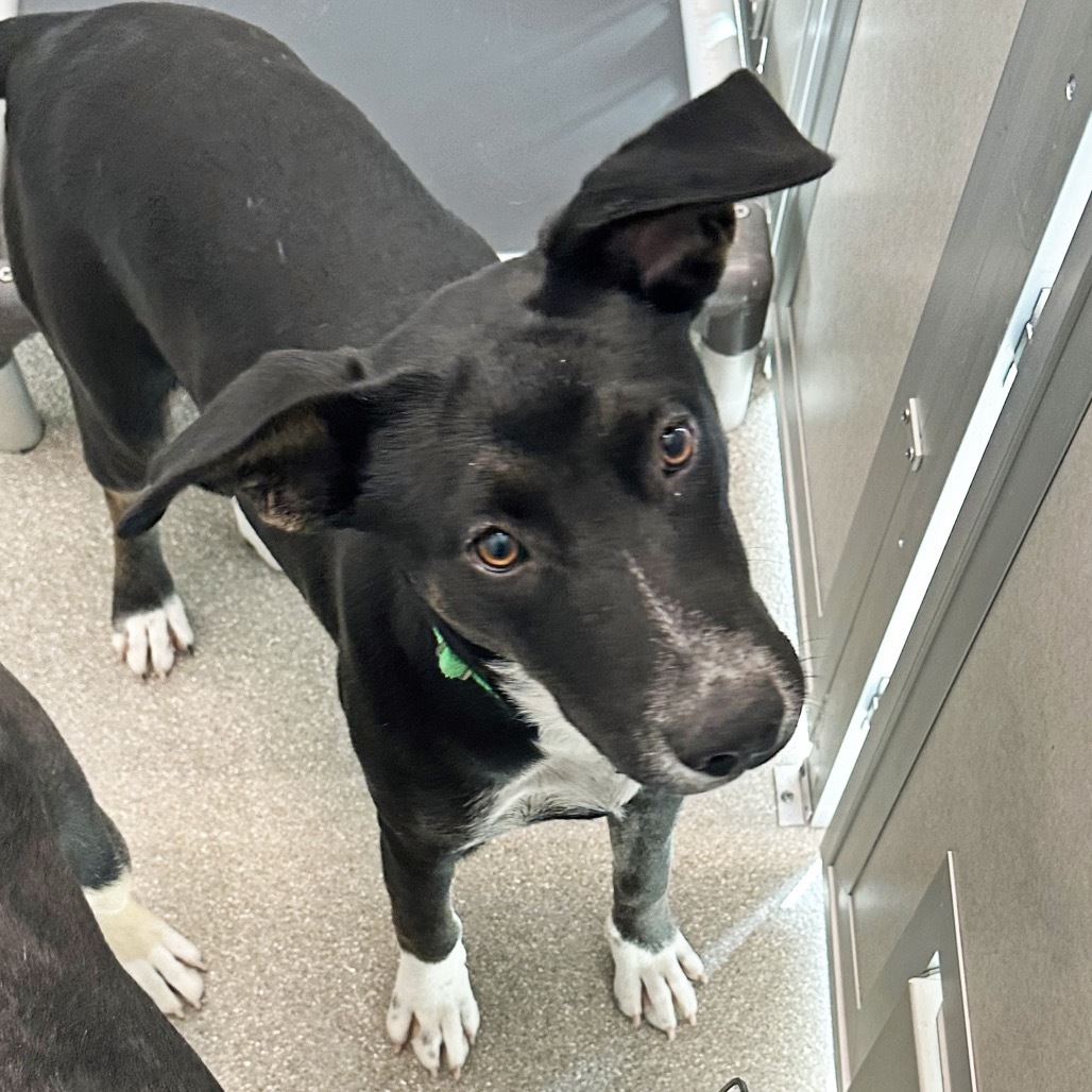 Kiwi, an adoptable Mixed Breed in Hailey, ID, 83333 | Photo Image 3